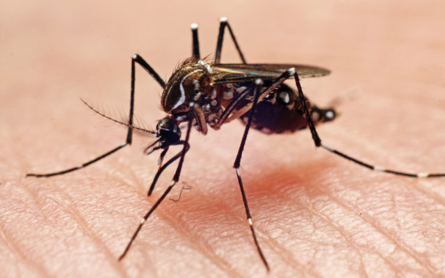 Mosquito Control Seasonal Treatment Begins